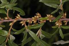 Hippophae salicifolia